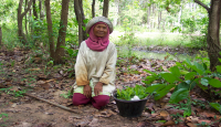 มูลนิธิชีววิถี
