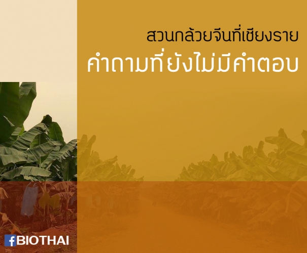 สวนกล้วยจีนที่เชียงราย คำถามที่ยังไม่มีคำตอบ